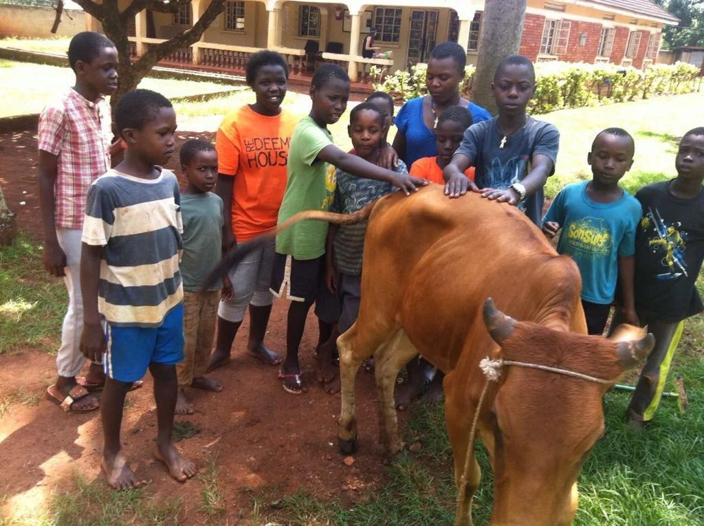 Children and young people gathered around a cow during a community livelihood activity.